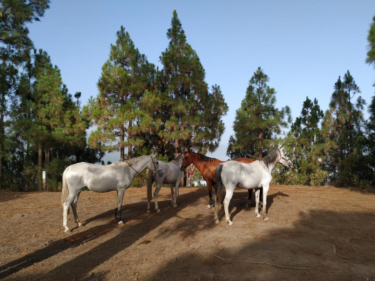Finca Rural House Tenerife Relax And Enjoy サンタ・ウルスラ エクステリア 写真