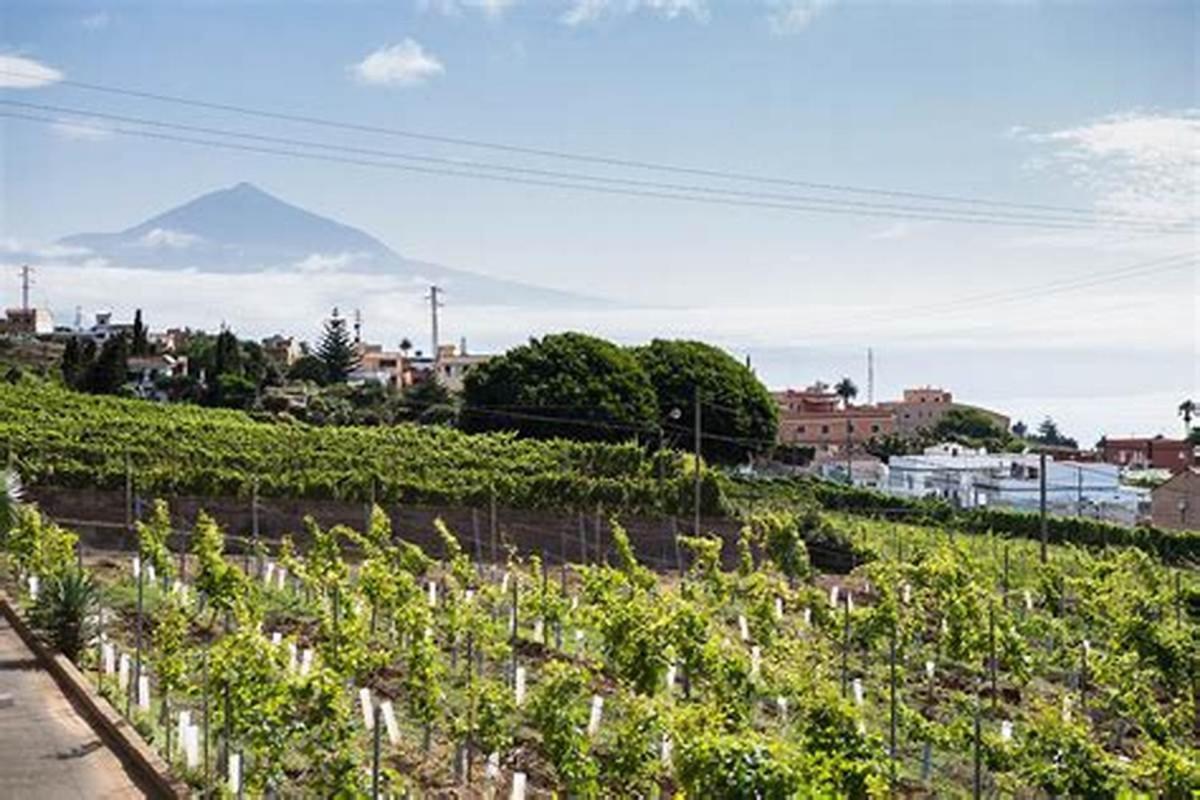 Finca Rural House Tenerife Relax And Enjoy サンタ・ウルスラ エクステリア 写真