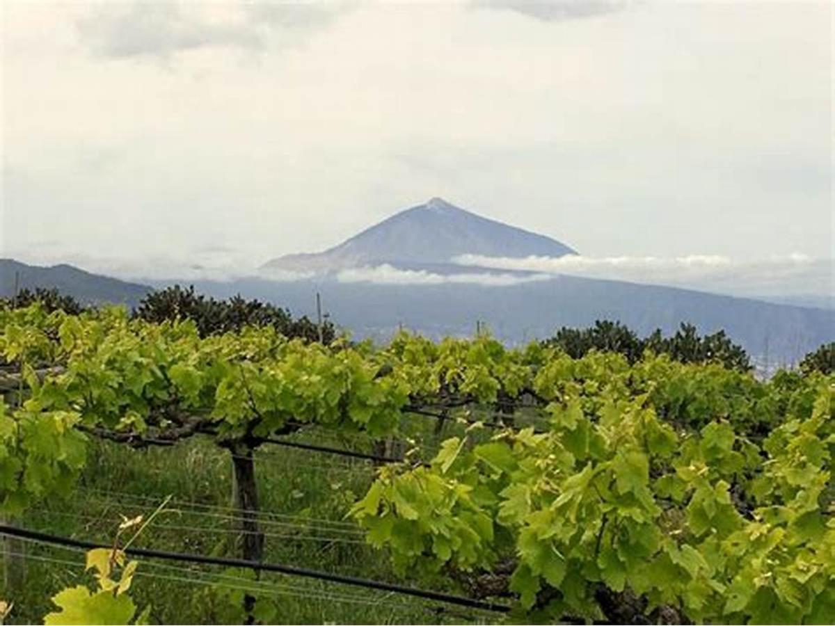 Finca Rural House Tenerife Relax And Enjoy サンタ・ウルスラ エクステリア 写真
