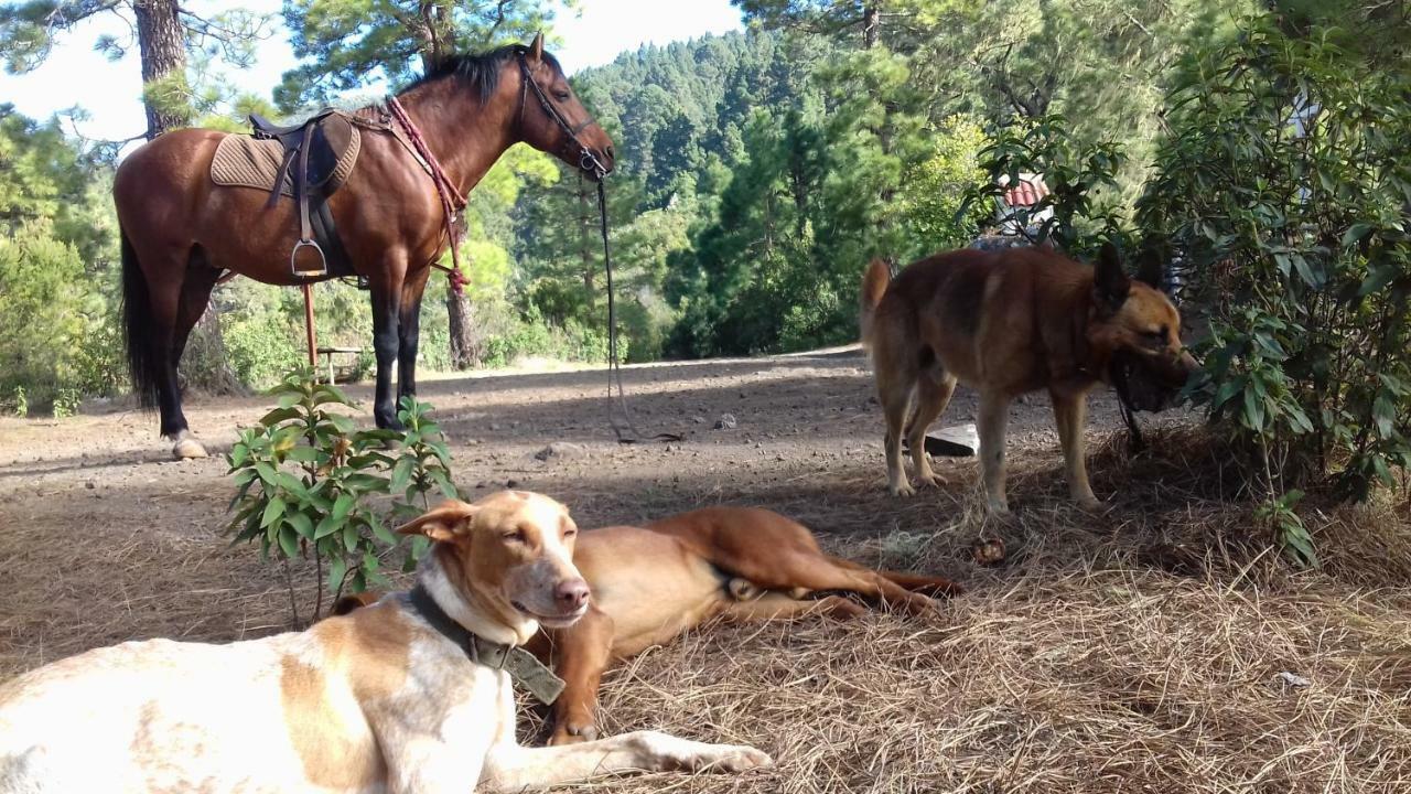 Finca Rural House Tenerife Relax And Enjoy サンタ・ウルスラ エクステリア 写真